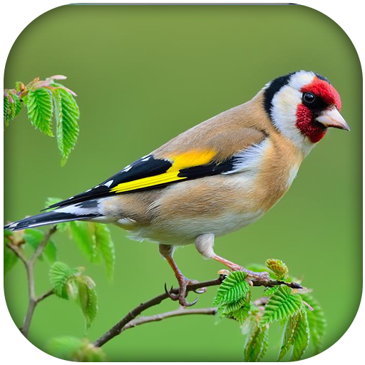 الحسون المعلم بدون نت иконка