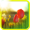 Spring Live Wallpaper icon