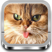 Cats wallpapers icon