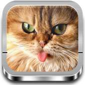 Cats wallpapers