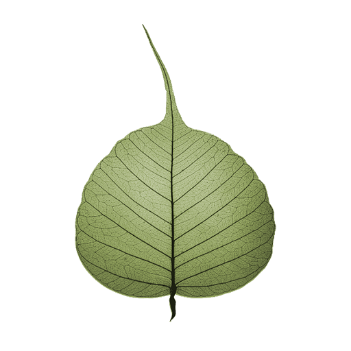 Bodhi Timer icon