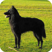 Belgian Shepherd Dog Wallpaper icon