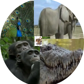 Animal Sounds App icon