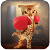 Boxing Cat icon