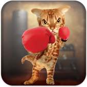 Boxing Cat