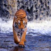 Tiger Wallpapers HD on 9Apps