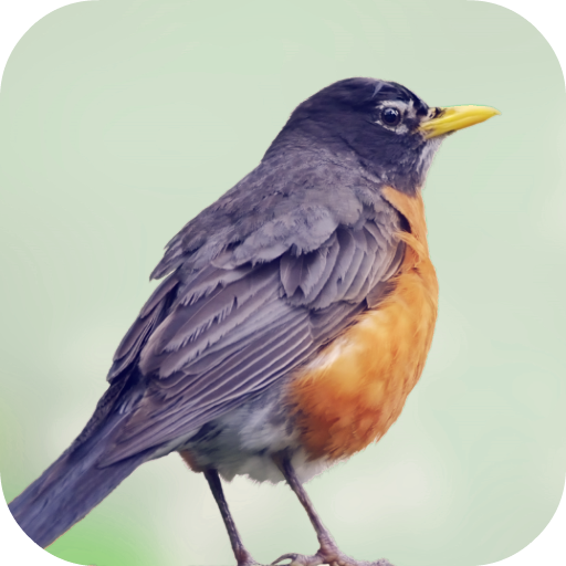 Robin Bird Sounds أيقونة