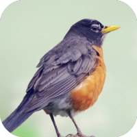 Robin Bird Sounds on 9Apps