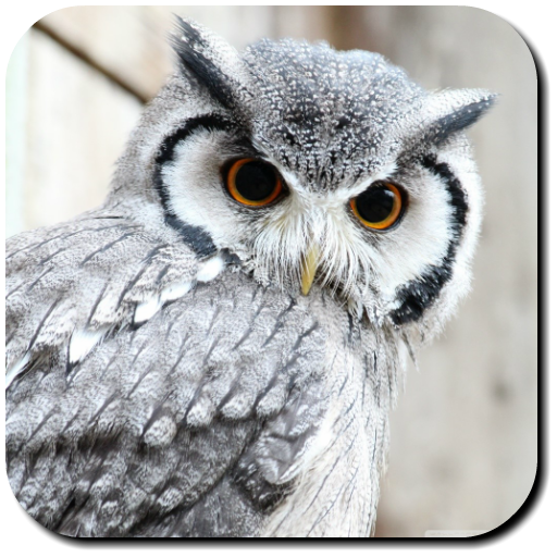 Owl Wallpapers icon