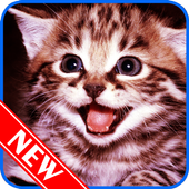 Cute Cat Wallpaper icon