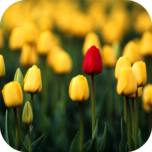 Tulips Video Live Wallpaper icon