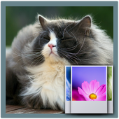 Fluffy Cat Wallpaper icon