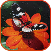 Water Drop Live Wallpaper icon