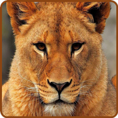 Kid Animal Learning for 2  Yrs icon