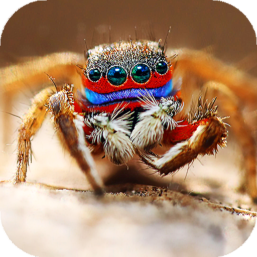 Spider Live Wallpaper (Wallpapers &amp; Backgrounds) icon