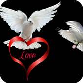 Pigeon Wallpaper on 9Apps