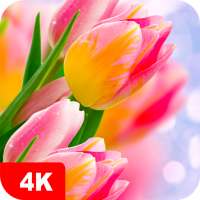 Papéis de parede com tulipa 4K