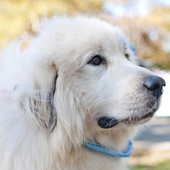 Pyrenees Jigsaw Puzzle icon