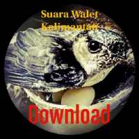 SBWK - Suara Burung Walet Kalimantan