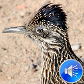 Roadrunner Bird Sound Ringtone icon
