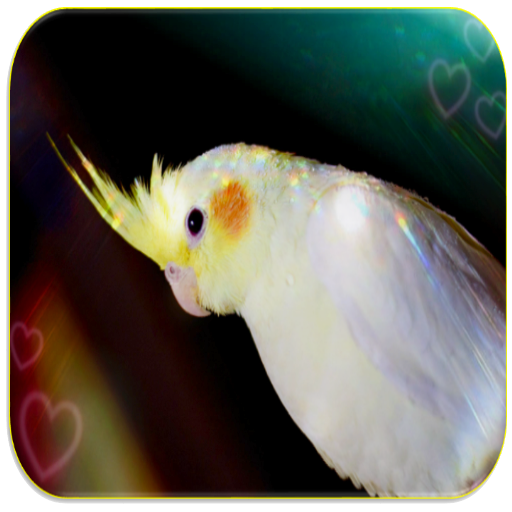 Cockatiel sounds offline icon