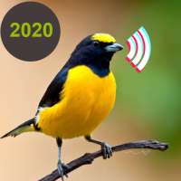 Birds Calls Sounds & Ringtones & Wallpapers