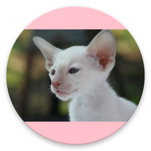 Cute Cats Homescreen icon