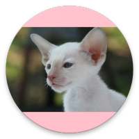 Cute Cats Homescreen