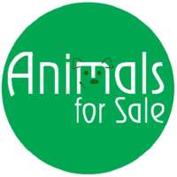 Animals for Sale - Brasil