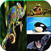 Animal Quiz Games