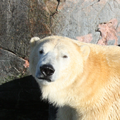 Animal Pictures icon