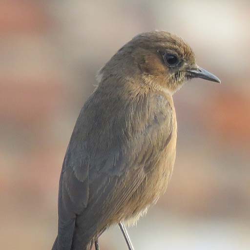 Nightingale Bird Sounds icon