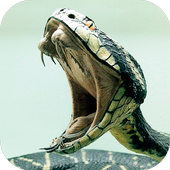 Snake Wallpapers icon