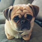 Pugs Dogs Funny Jigsaw Puzzle icon