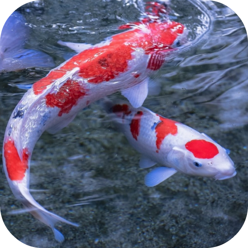 Koi 3D Live Wallpaper icon