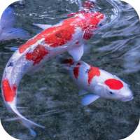 Koi 3D Live Wallpaper