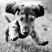 Funny Puppies Jigsaw Puzzle icon