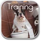 Tips For Dog Potty Training