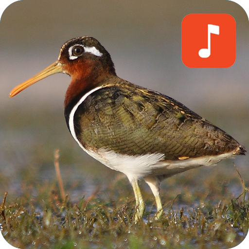 Greater painted-snipe bird sounds icon
