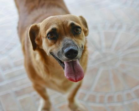 Pets Dog Jigsaw Puzzles screenshot 4