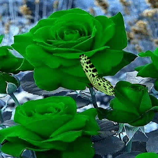 Green Roses Butterfly LWP icon