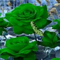 Green Roses Butterfly LWP on 9Apps