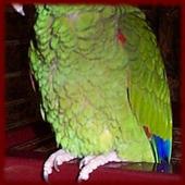 Amazon Parrots wallpapers icon