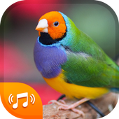 Bird Sounds &amp; Bird Ringtones for Free 2018 icon