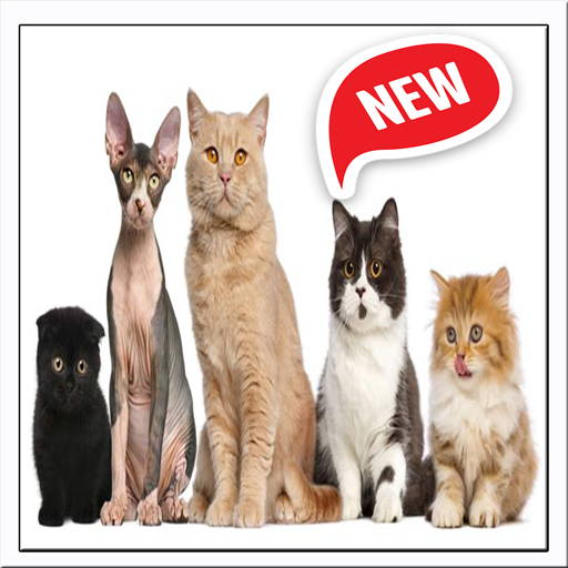 Como Cuidar A Tu Gato icon