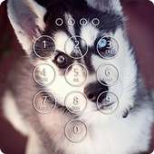 Siberian Husky Lock Screen on 9Apps