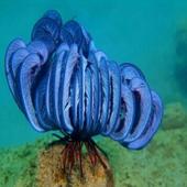 Creative Sea World icon