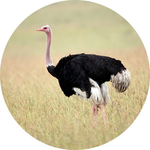 Ostrich Sounds icon