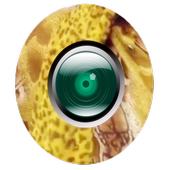 Camera PPAP icon