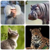 Zoogdieren - leer alle dieren in Photo-Quiz!